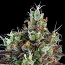 RIPPER SEEDS - SOUR RIPPER AUTO FEM - 5 SEEDS
