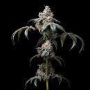 COOKIES SEED BANK - DIRTY DIANA FEM - 3 SEEDS