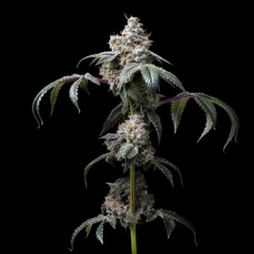 COOKIES SEED BANK - DIRTY DIANA FEM - 6 SEEDS