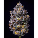 COOKIES SEED BANK - LEMON CHERRY POP FEM - 3 SEEDS