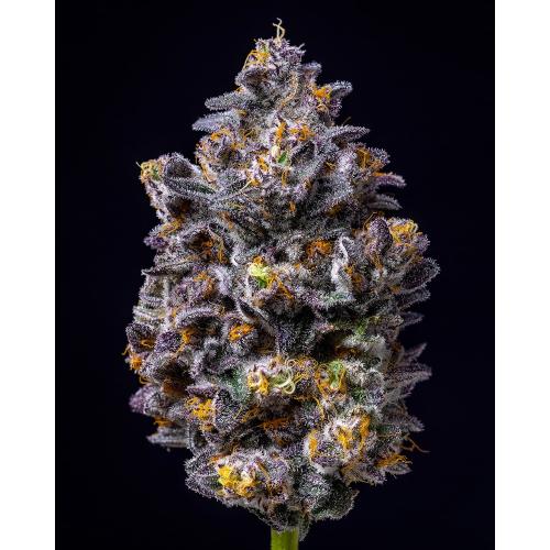 COOKIES SEED BANK - LEMON CHERRY POP FEM - 3 SEEDS