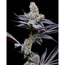 COOKIES SEED BANK - MIND FUCK FEM - 6 SEEDS