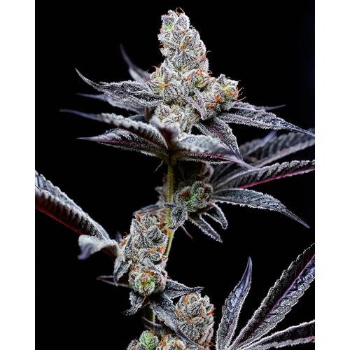 COOKIES SEED BANK - MIND FUCK FEM - 6 SEEDS