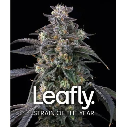BARNEY'S FARM - SUPER BOOF - LEAFLY STRAIN OF THE YEAR - 10 SEEDS