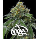 BARNEY'S FARM - RS11 X BANANA OG - DOJA EXCLUSIVE - 5 SEEDS