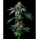 BARNEY'S FARM - MENDO BREATH - 5 SEEDS