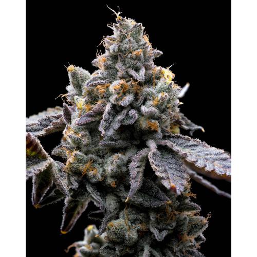 BARNEY'S FARM - GMO COOKIES - 5 SEEDS
