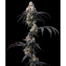 BARNEY'S FARM - RAINBOW SHERBET - 5 SEEDS