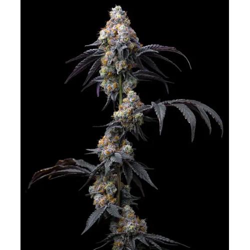 BARNEY'S FARM - RAINBOW SHERBET - 3 SEEDS