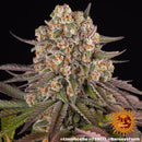 BARNEY'S FARM - LIMONCELLO - 10 SEEDS