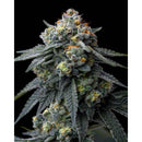 BARNEY'S FARM - JEALOUSY - 3 SEEDS