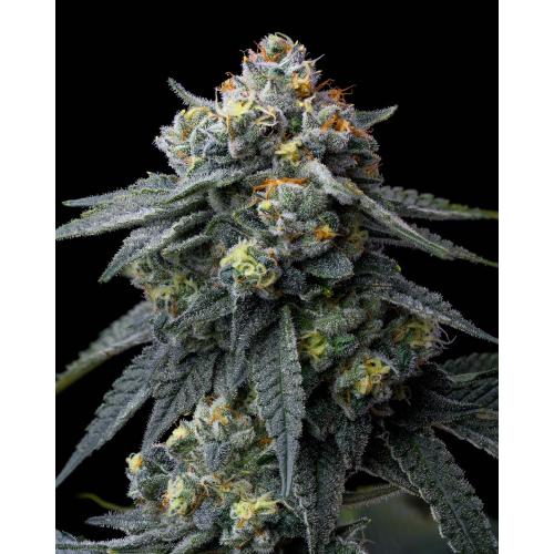 BARNEY'S FARM - JEALOUSY - 10 SEEDS