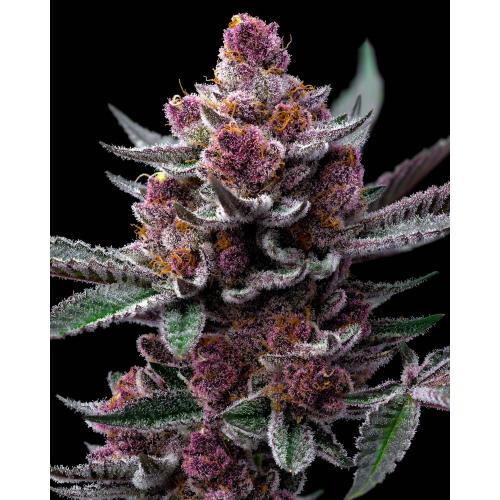 BARNEY'S FARM - CHERRY POPPERS - 10 SEEDS