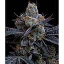 BARNEY'S FARM - WHITE RUNTZ - 5 SEEDS