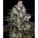 BARNEY'S FARM - TRAINWRECK - 10 SEEDS