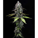 BARNEY'S FARM - ZOAP - 5 SEEDS