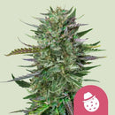 ROYAL QUEEN SEEDS - DO SI DOS FEM - 3 SEEDS
