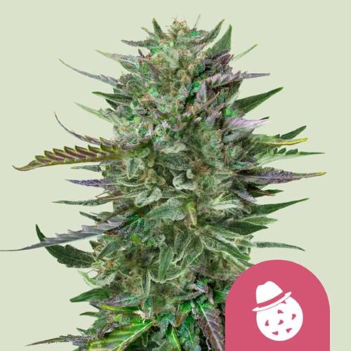 ROYAL QUEEN SEEDS - DO SI DOS FEM - 10 SEED