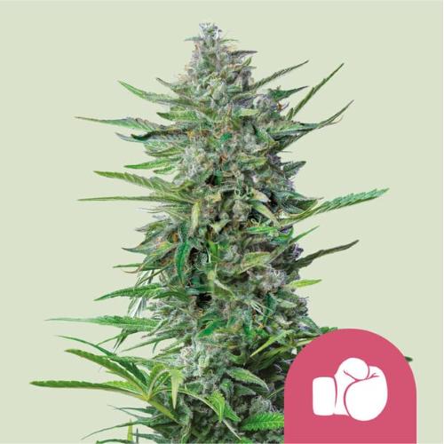 ROYAL QUEEN SEEDS - PURPLE PUNCH FEM - 5 SEED