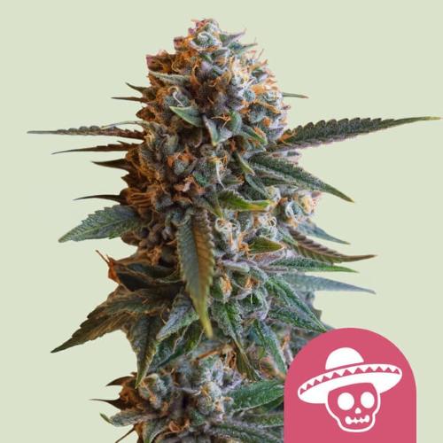 ROYAL QUEEN SEEDS - MEXICAN RUSH FEM - 1 SEED