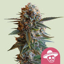 ROYAL QUEEN SEEDS - MEXICAN RUSH FEM - 3 SEED