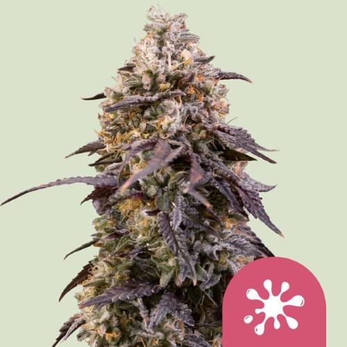 ROYAL QUEEN SEEDS - STICKY QUEEN FEM - 3 SEEDS