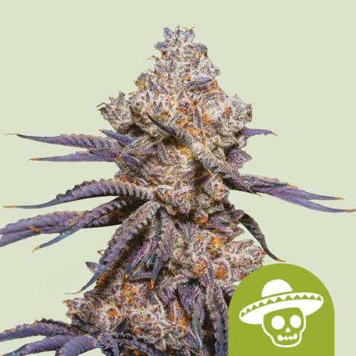 ROYAL QUEEN SEEDS - MEXICAN RUSH AUTO - 10 SEEDS