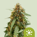 ROYAL QUEEN SEEDS - STICKY QUEEN AUTO - 10 SEEDS