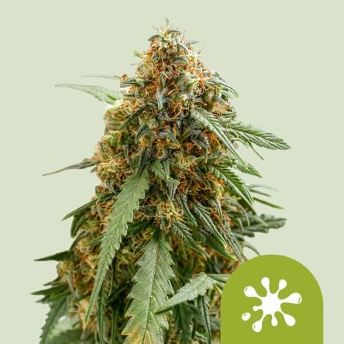 ROYAL QUEEN SEEDS - STICKY QUEEN AUTO - 3 SEEDS