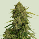 ROYAL QUEEN SEEDS - F1 HYBRIDS - ATLAS F1 AUTO - 1 SEED
