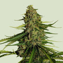 ROYAL QUEEN SEEDS - F1 HYBRIDS - GAIA F1 AUTO - 3 SEEDS