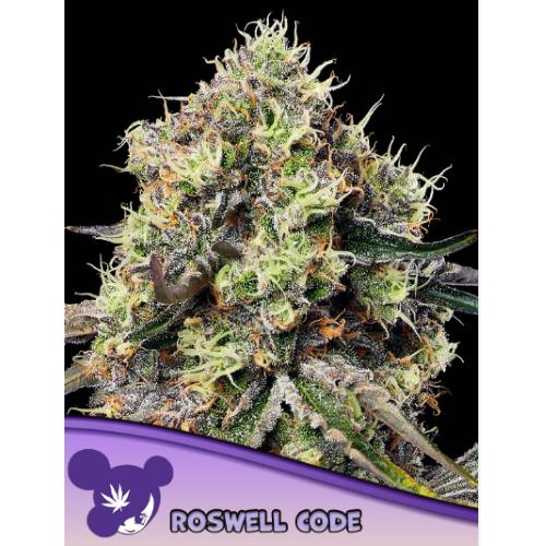 ANESIA SEEDS - ROSWELL CODE FEM - 5 SEEDS