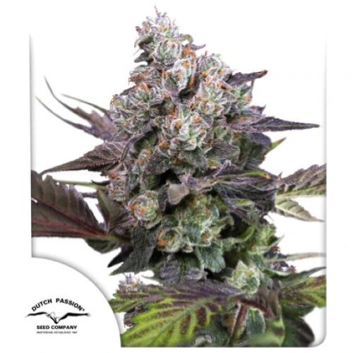 DUTCH PASSION - CANDY BUBATZ XL  FEM - 5 SEEDS