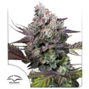 DUTCH PASSION - CANDY BUBATZ XL  FEM - 10 SEEDS