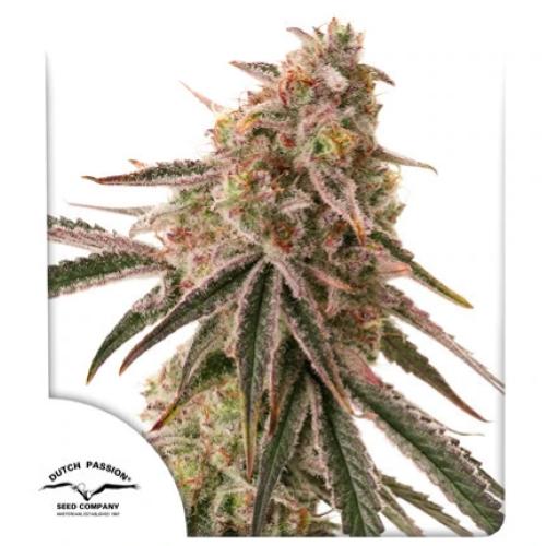 DUTCH PASSION - FROZEN BISCOTTI FEM - 5 SEEDS