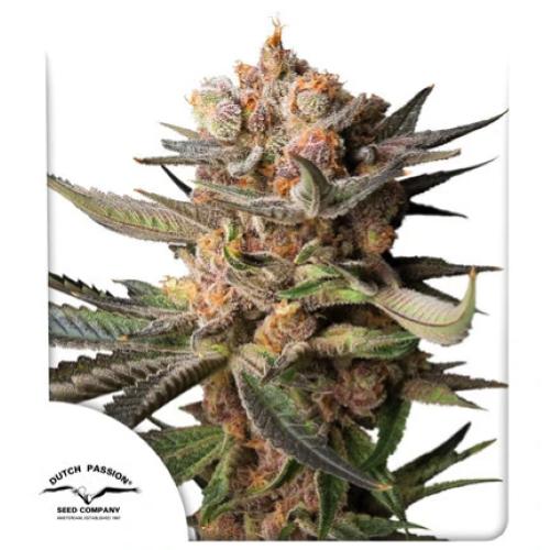 DUTCH PASSION - AUTO FROZEN BISCOTTI - 3 SEEDS