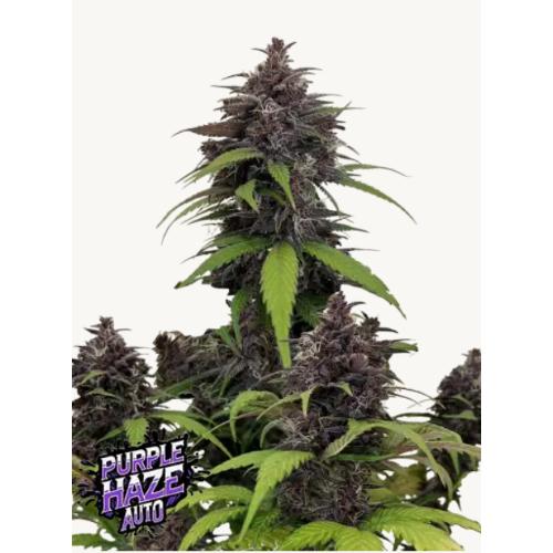 FAST BUDS - PURPLE HAZE AUTO - 25 SEEDS