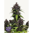 FAST BUDS - PURPLE HAZE AUTO - 10 SEEDS