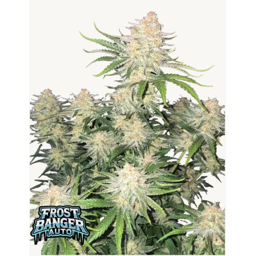 FAST BUDS - FROSTBANGER AUTO - 10 SEEDS