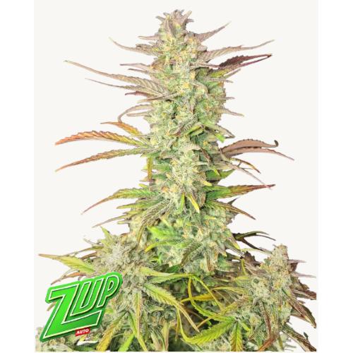 FAST BUDS - Z-UP AUTO - 5 SEEDs