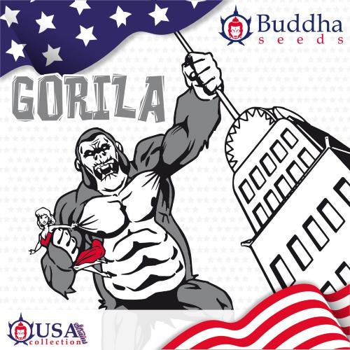 BUDDHA SEEDS - GORILA FEM - BLISTER 10 SEEDS