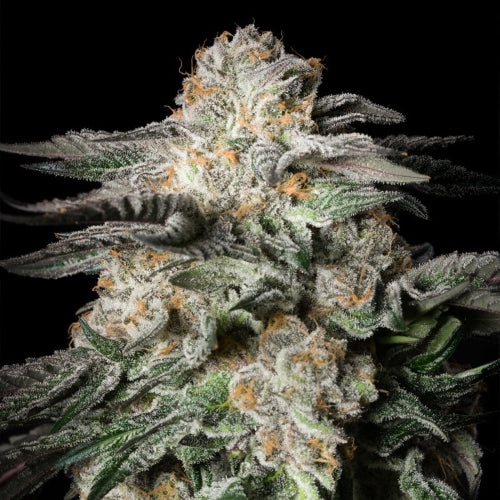 SILENT SEEDS - MINT CANDY FEM - 5 SEEDS