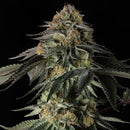 SILENT SEEDS - RAINBOW GAS FEM - 10 SEEDS