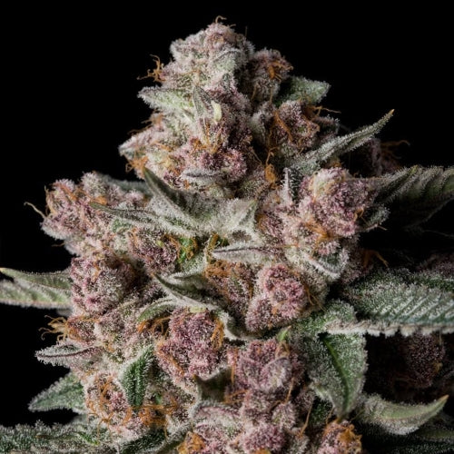 SILENT SEEDS - TROPICAL JAM FEM - 10 SEEDS