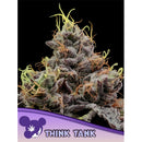 ANESIA SEEDS - THINK TANK FEM - 10 SEEDS