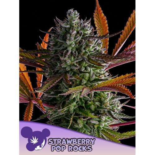 ANESIA SEEDS - STRAWBERRY POP ROCK FEM - 3 SEEDS
