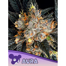 ANESIA SEEDS - AURA FEM - 3 SEEDS