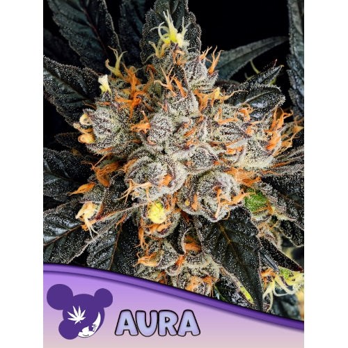 ANESIA SEEDS - AURA FEM - 5 SEEDS