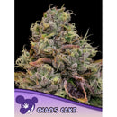 ANESIA SEEDS - CHAOS CAKE FEM - 10 SEEDS