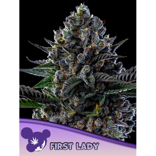 ANESIA SEEDS - FIRST LADY FEM - 10 SEEDS